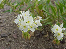 Eremothera boothii (Douglas) W. L. Wagner & Hoch的圖片