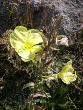 Imagem de Oenothera elata Kunth