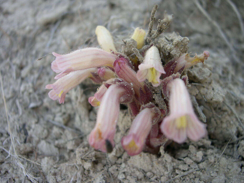 Image of flat-top broomrape