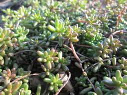 Image of White Stonecrop