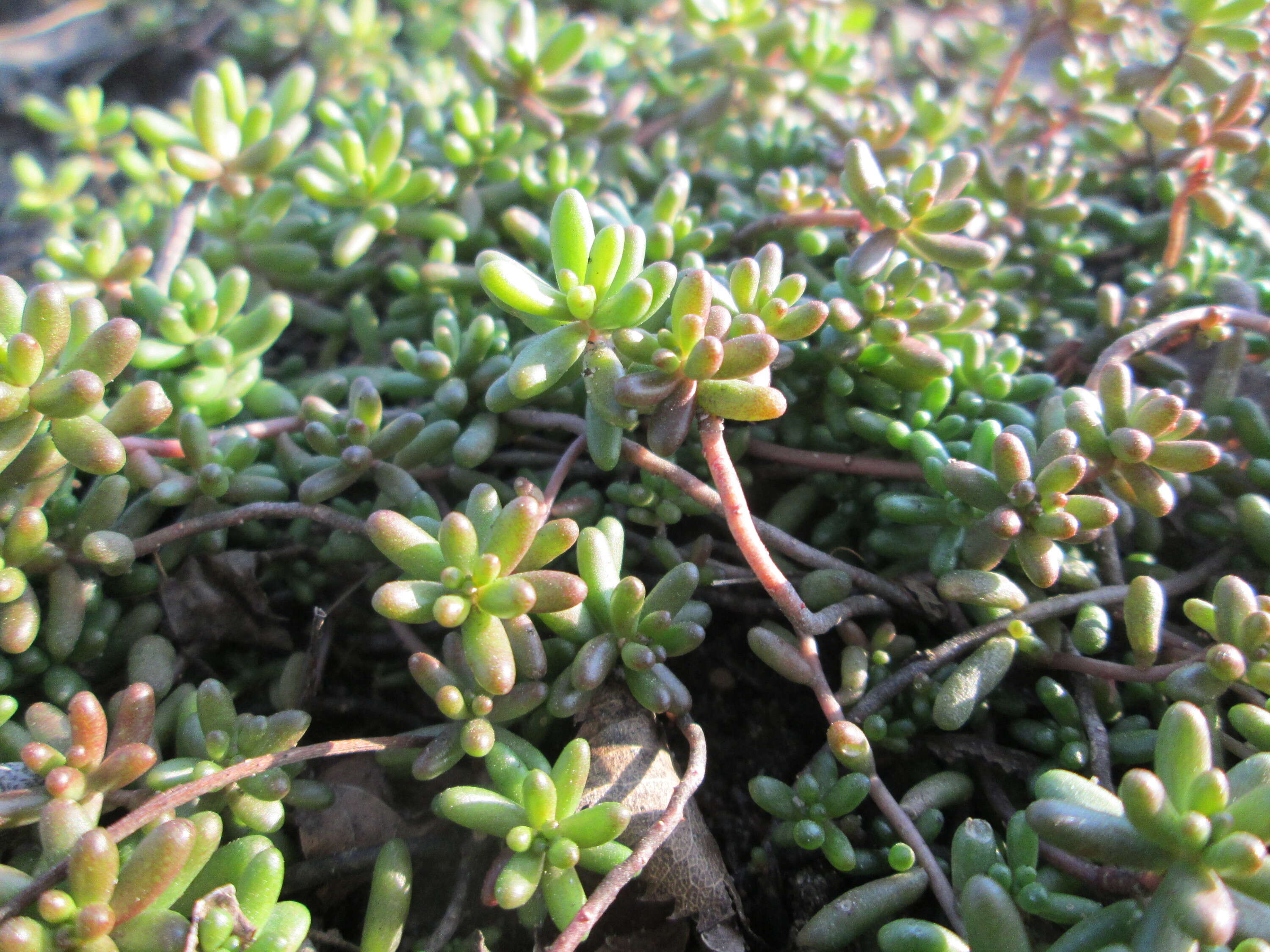 Image of White Stonecrop