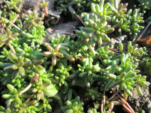 Image of White Stonecrop