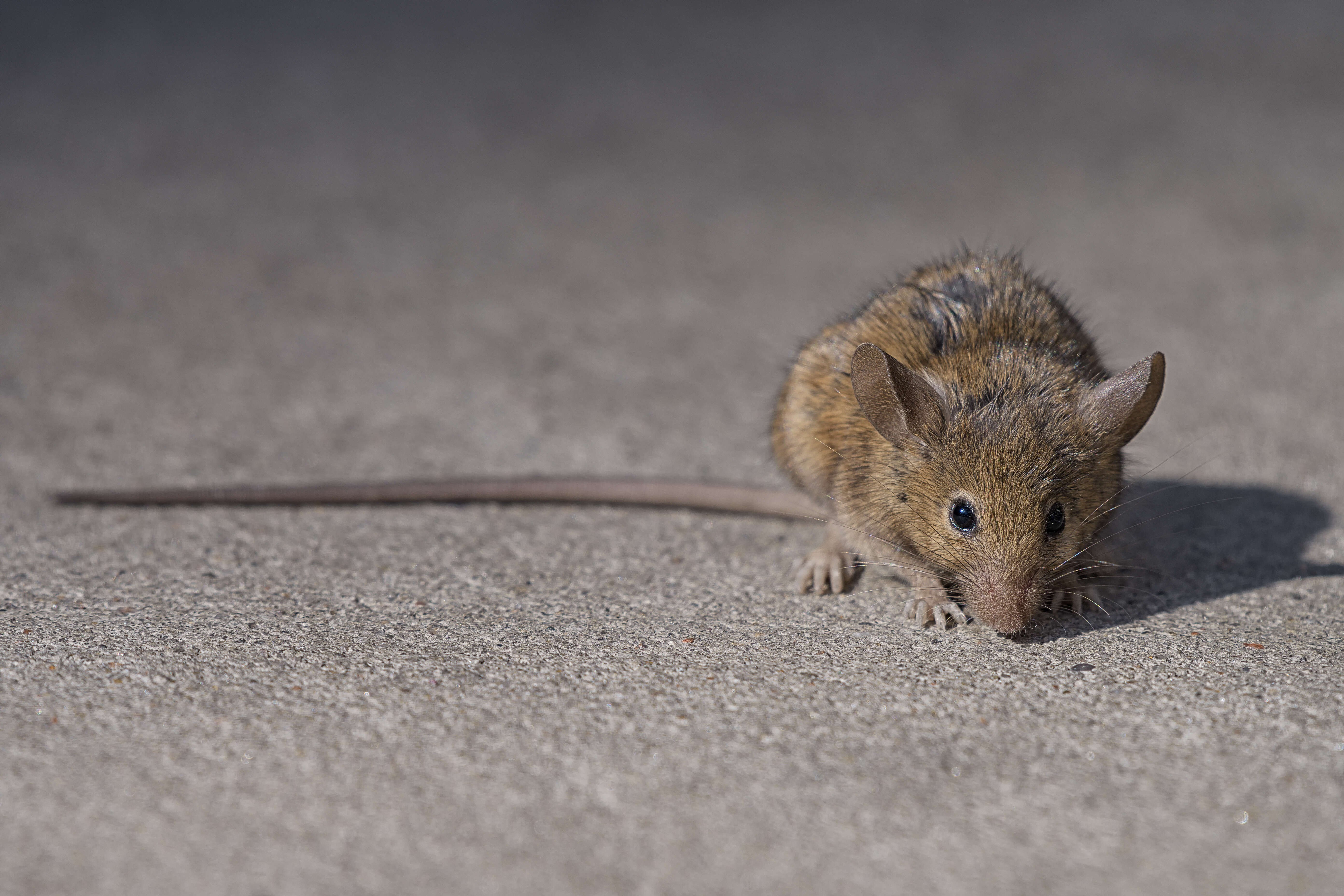 Image of Brown Rat