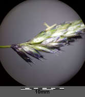 Image of blue moor grass