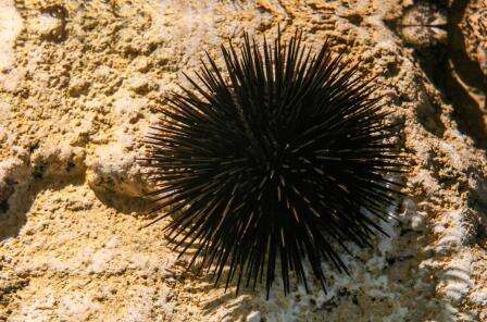 Image of Black Sea urchin