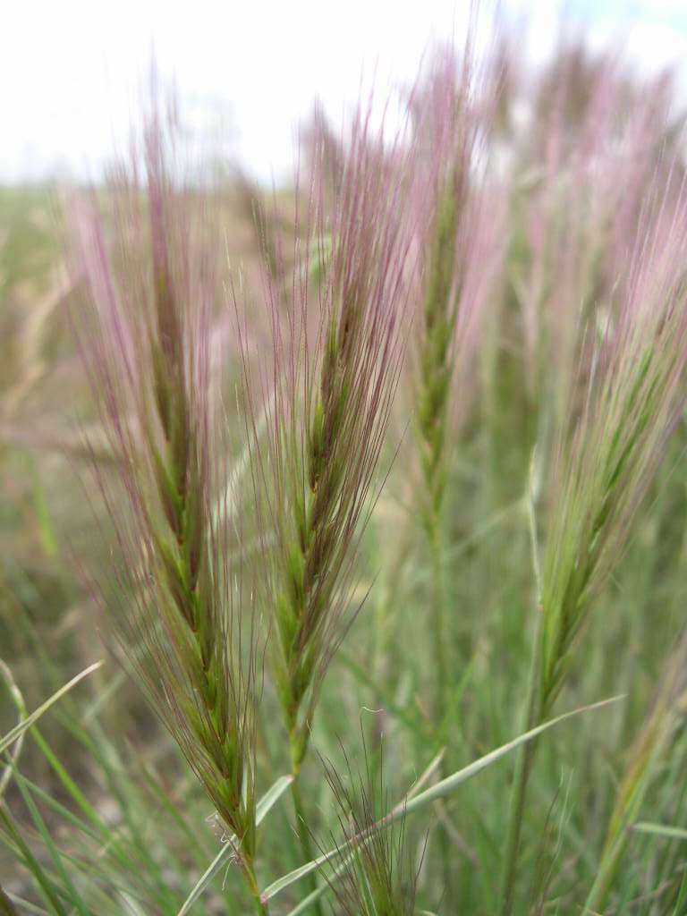 Imagem de Elymus elymoides (Raf.) Swezey