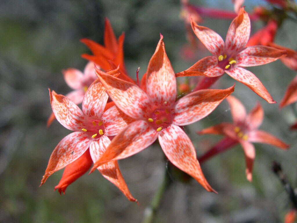 Image of Scarlet Gilia