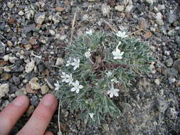 Image of Great Basin langloisia