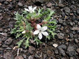 Image of Great Basin langloisia