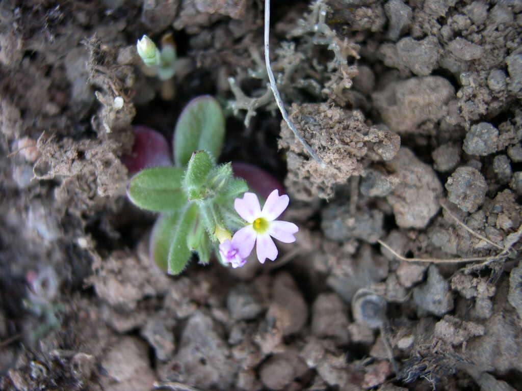 Image of slender phlox