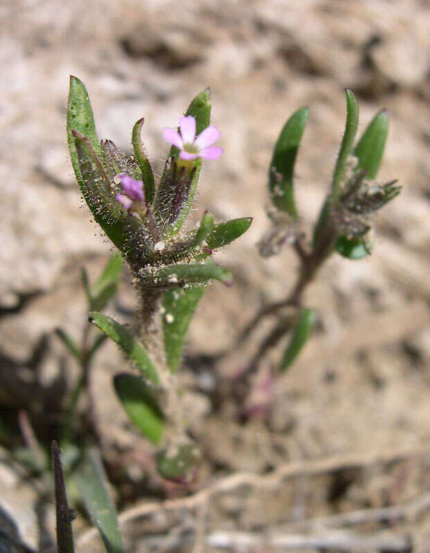 Image of slender phlox