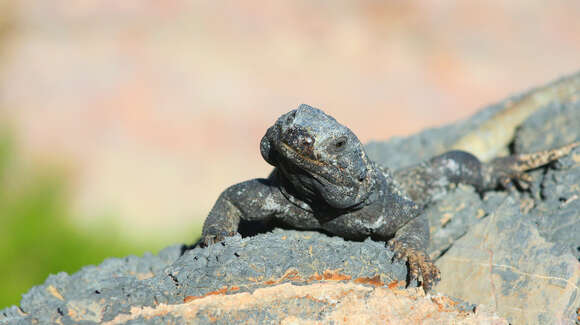 Image of Common Chuckwalla