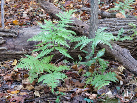 Image of broad beechfern