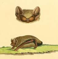 Image of noctule, common noctule