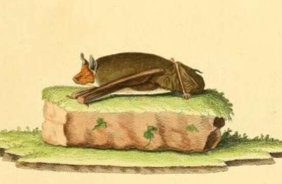 Image of Saccopteryx Illiger 1811