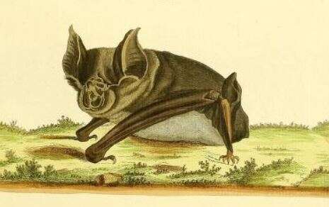 Image of Greater Horseshoe Bat