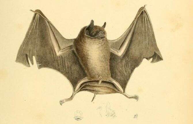 Image of Big Naked-backed Bat