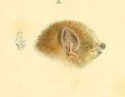 Image of Cinnamon Red Bat