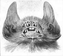Слика од Pteronotus subgen. Pteronotus Gray 1838
