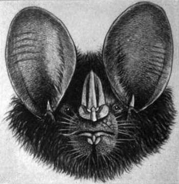 Image of big-eared woolly bat