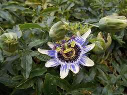 Image of Blue Passion Flower