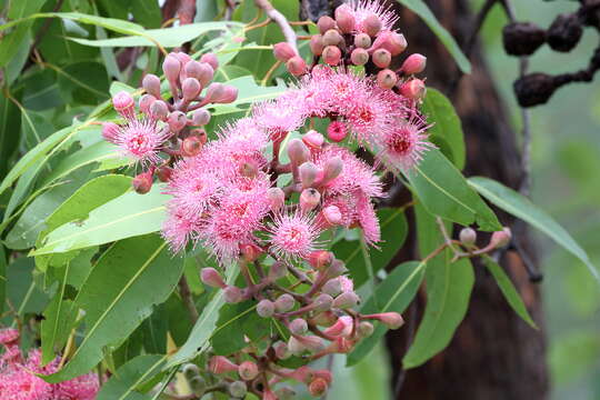 Image of Corymbia ptychocarpa (F. Müll.) K. D. Hill & L. A. S. Johnson