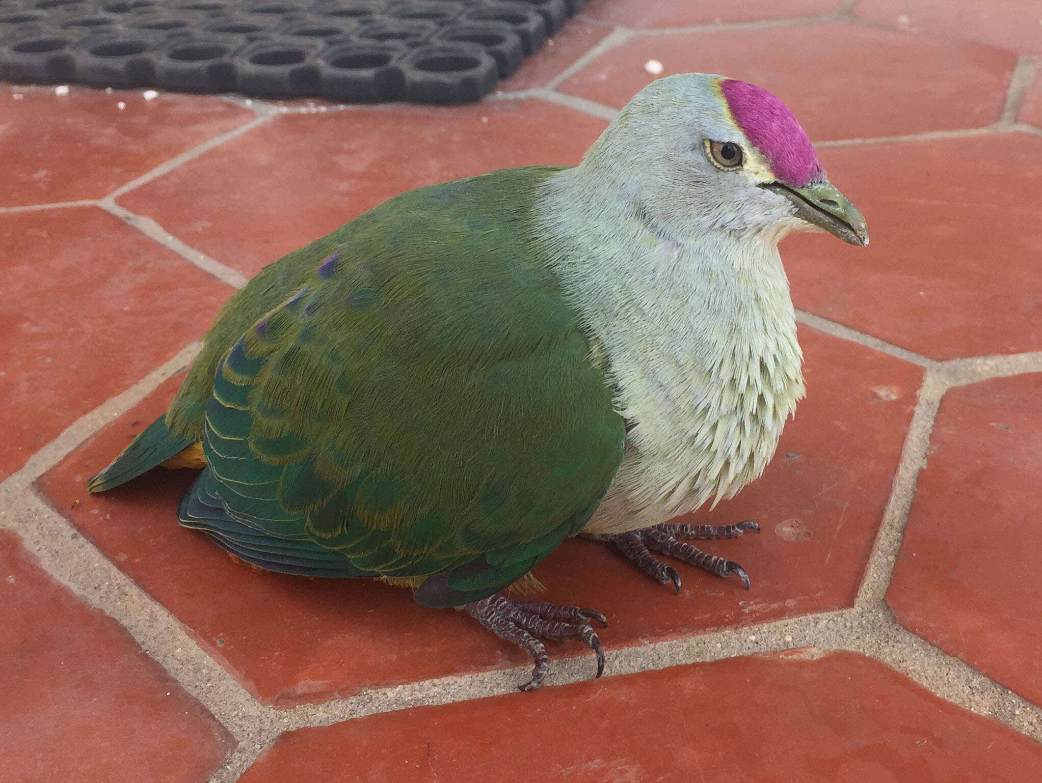 Image of Crimson-crowned Fruit Dove