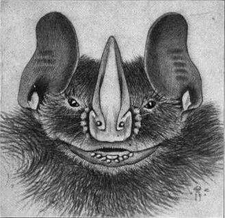 Image of Silver Fruit-eating Bat