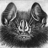 Image of greater broad-nosed bat