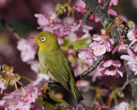 Image of Japanese White-eye