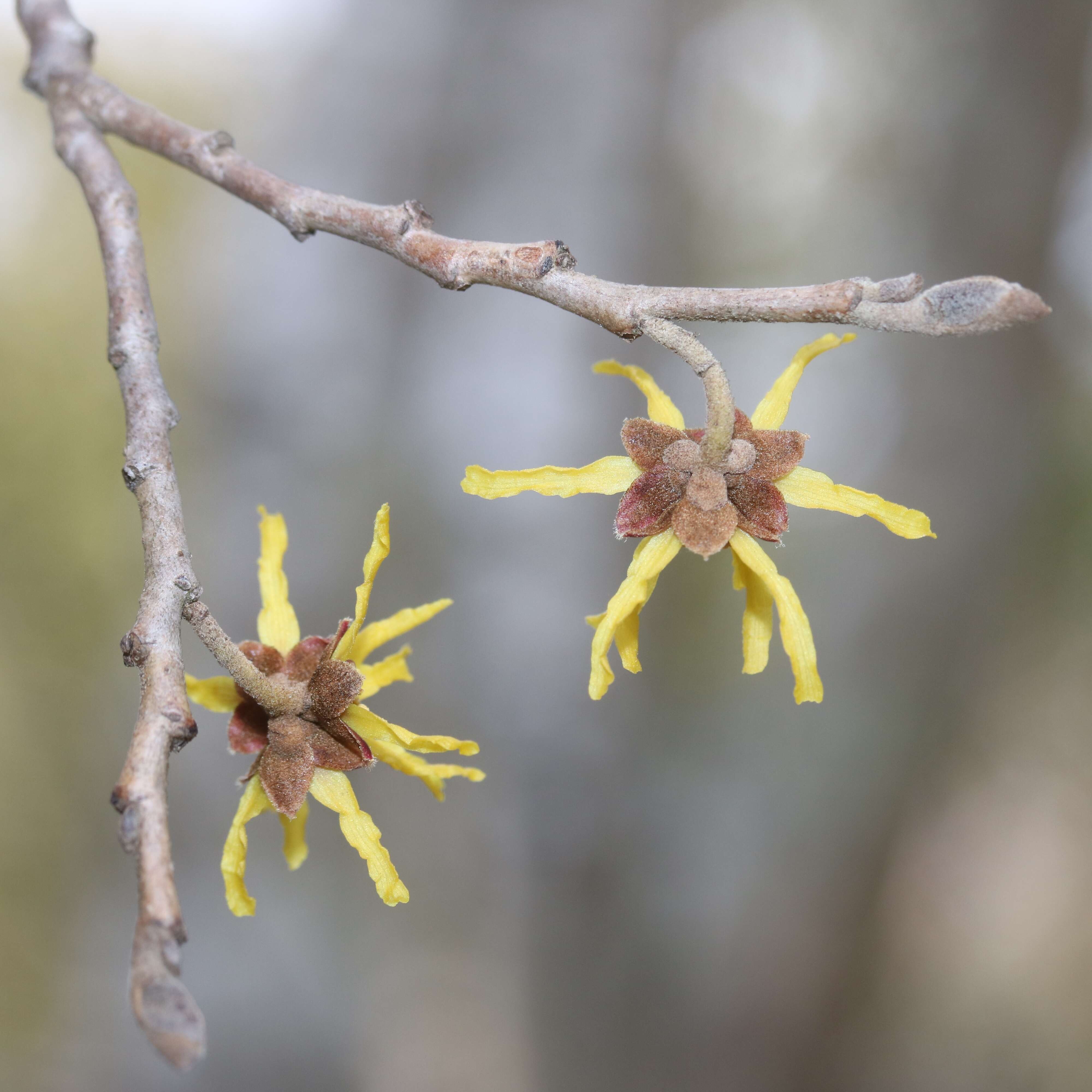 Image of Japanese Witch Hazel