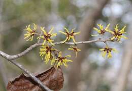 Image of Japanese Witch Hazel