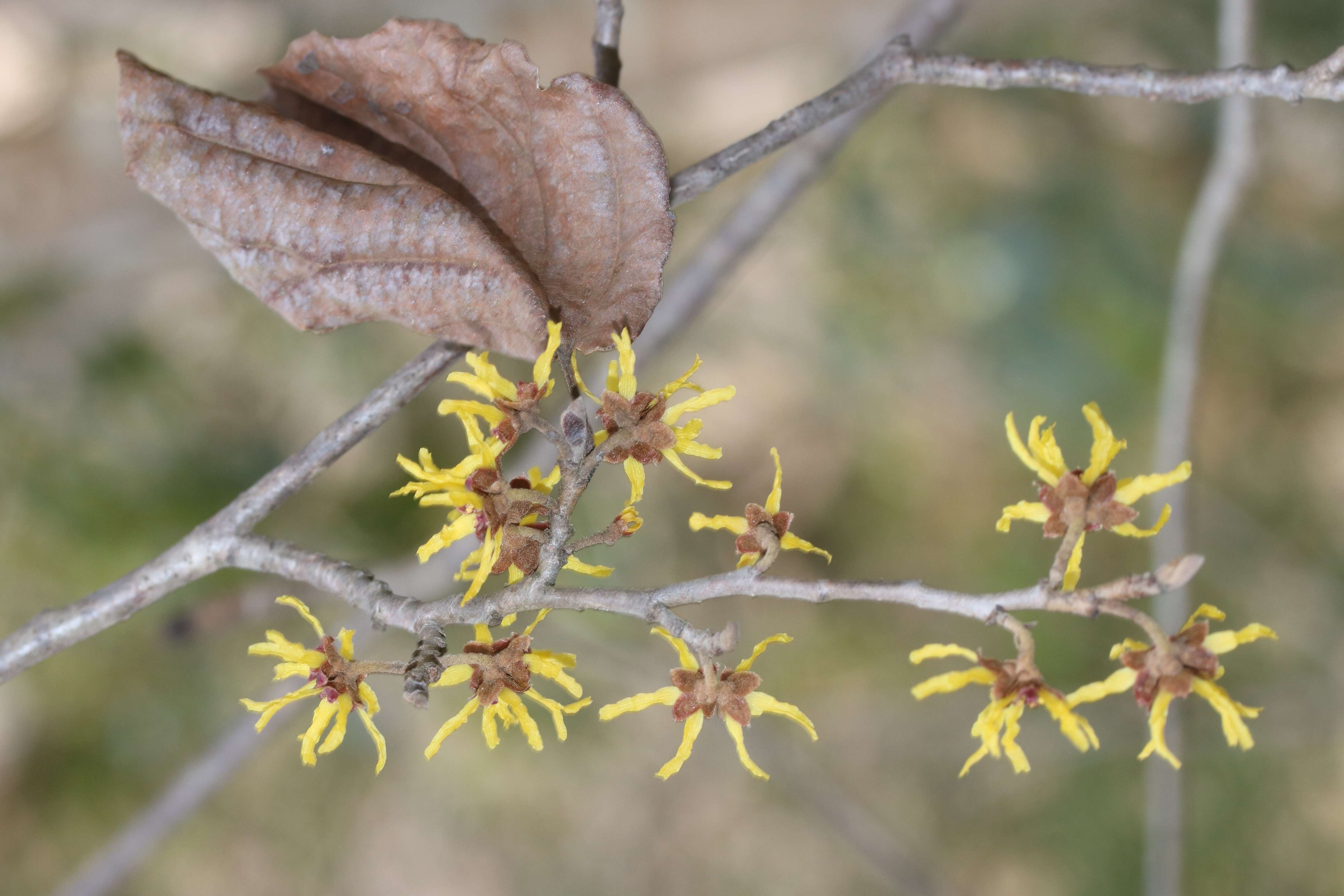 Image of Japanese Witch Hazel