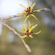 Image of Japanese Witch Hazel