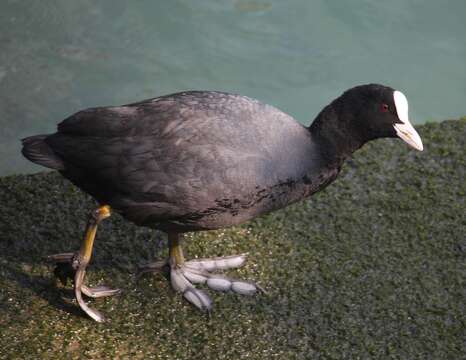 Image of Common Coot