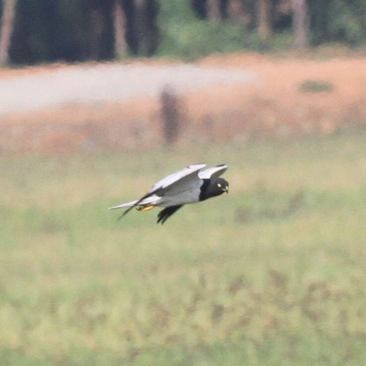 Image of Pied Harrier