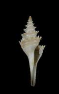 Image of Cochlespira radiata (Dall 1889)