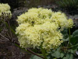 Imagem de Eriogonum caespitosum Nutt.