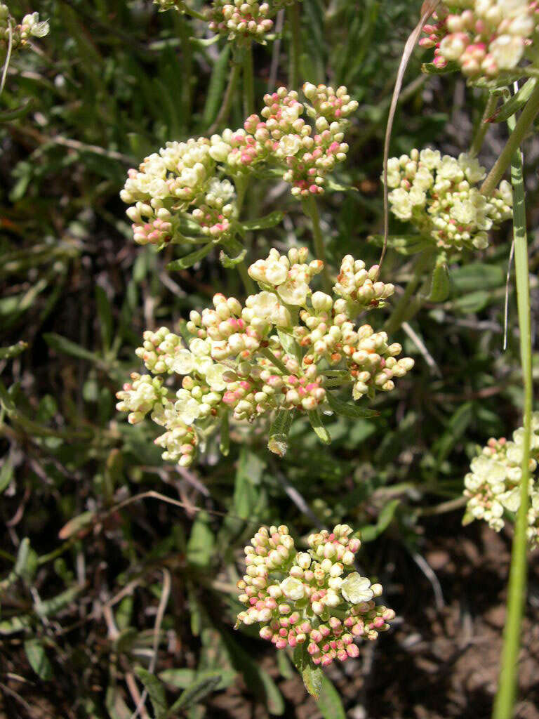 Image of parsnipflower buckwheat