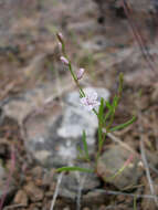 Image of Douglas' knotweed