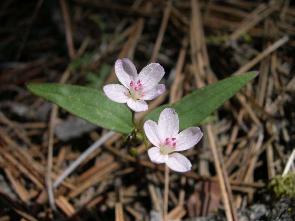 Image of lanceleaf springbeauty