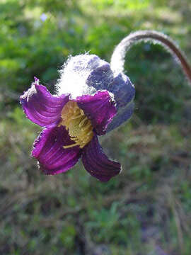 Image of hairy clematis