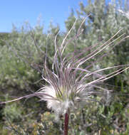 Image of hairy clematis