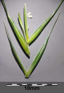 Image of bearded couch-grass