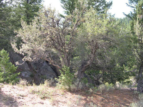 Image of curl-leaf mountain mahogany