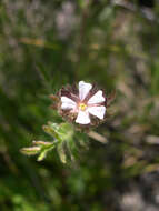 Image of pinewoods horkelia