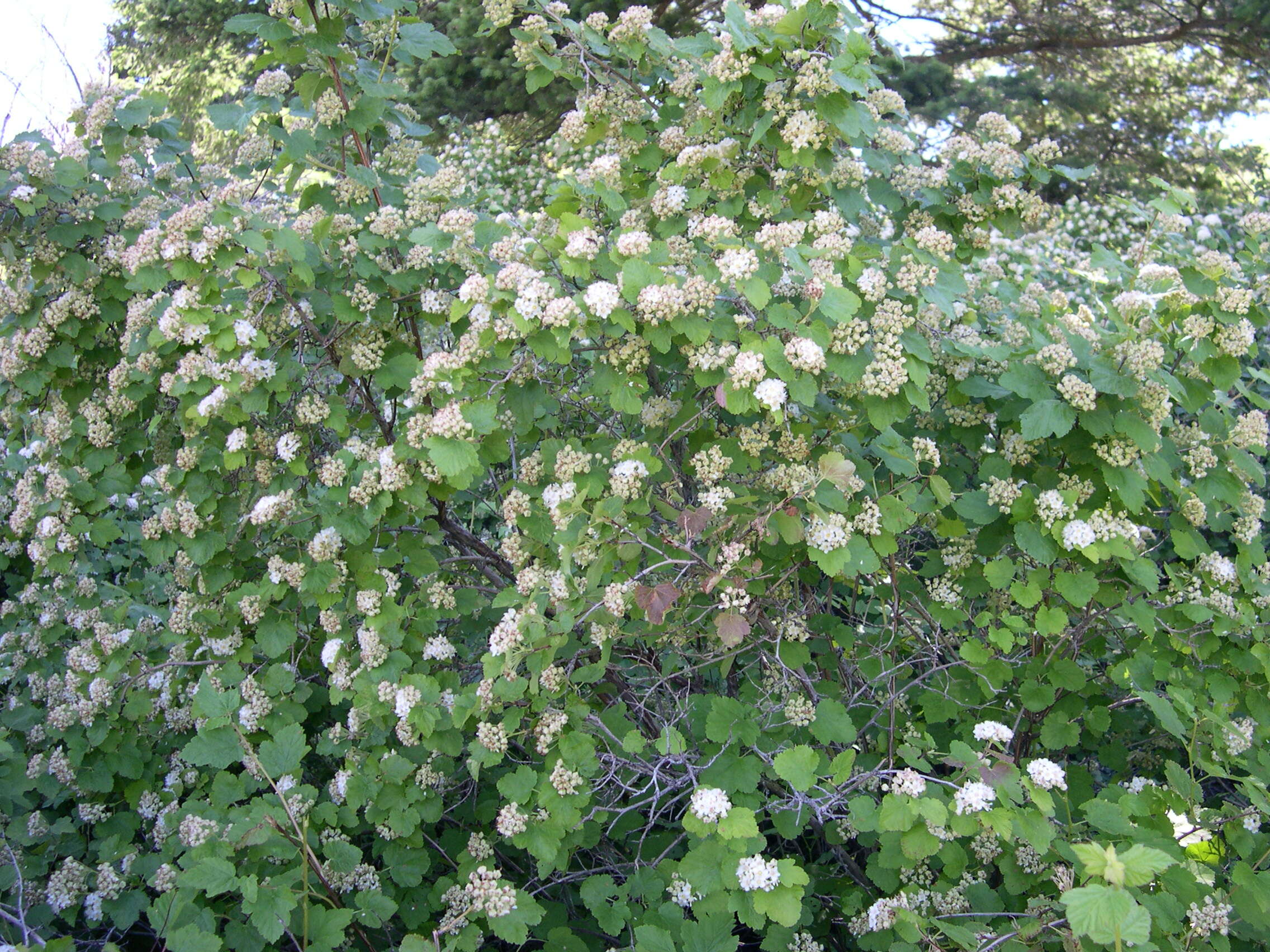 Plancia ëd Physocarpus malvaceus (Greene) Kuntze