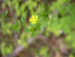 Image of biennial cinquefoil