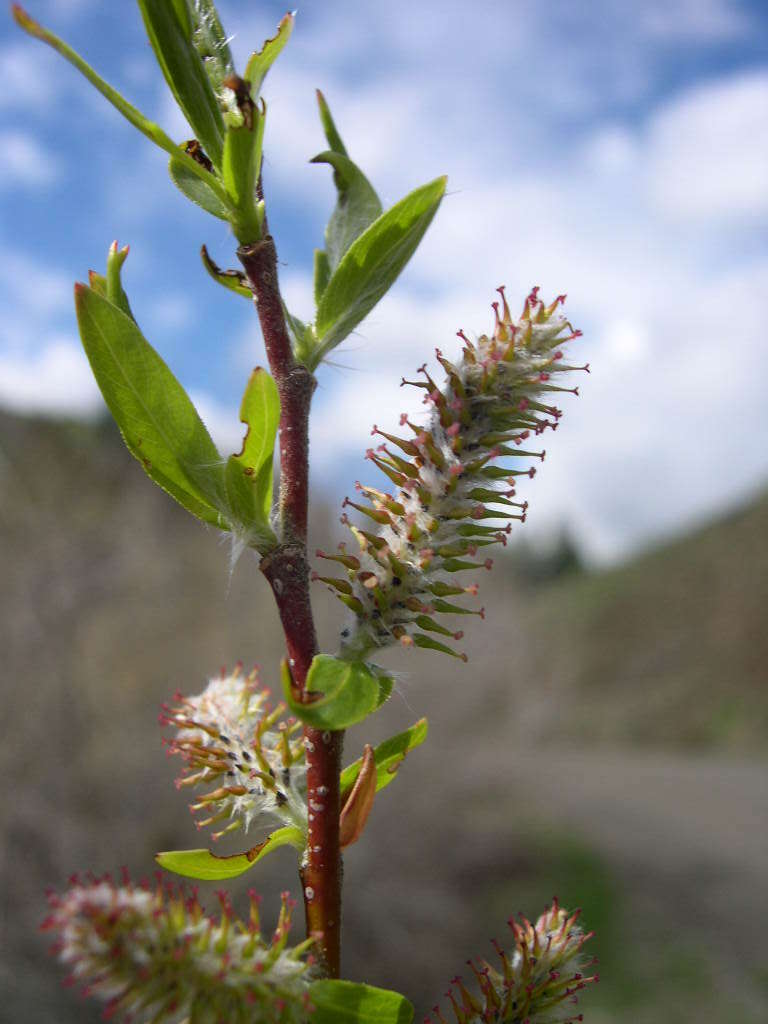 Image of Pacific willow