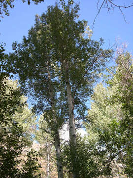 Image of quaking aspen